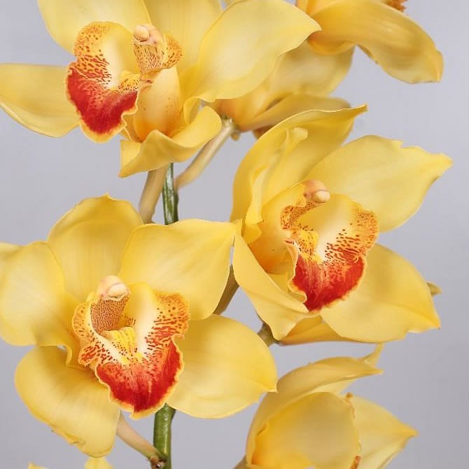 Cymbidium Orchid Golden Fleece