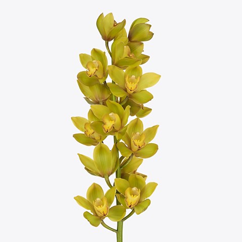 Cymbidium Orchid Greenflame