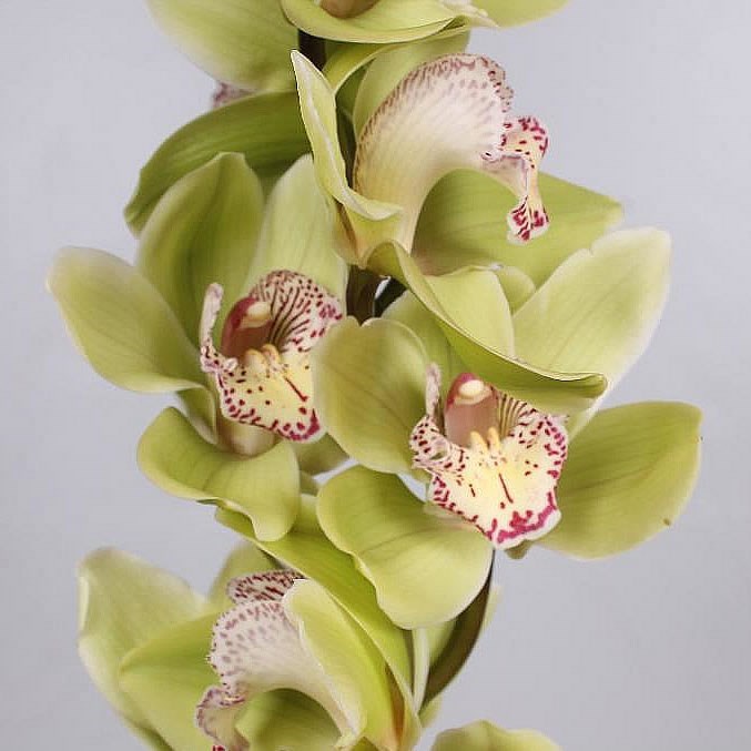 Cymbidium Orchid Hans