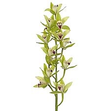 Cymbidium Orchid Huub