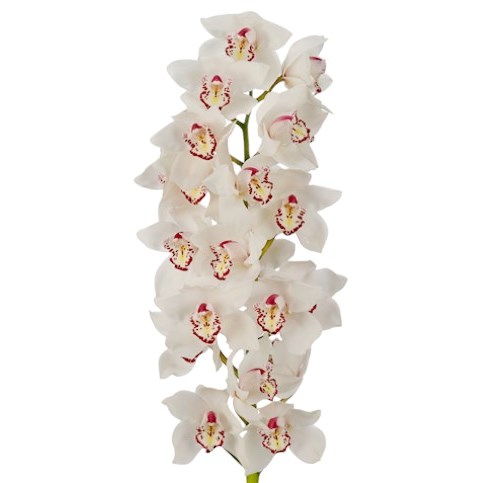 Cymbidium Orchid Ice Bear
