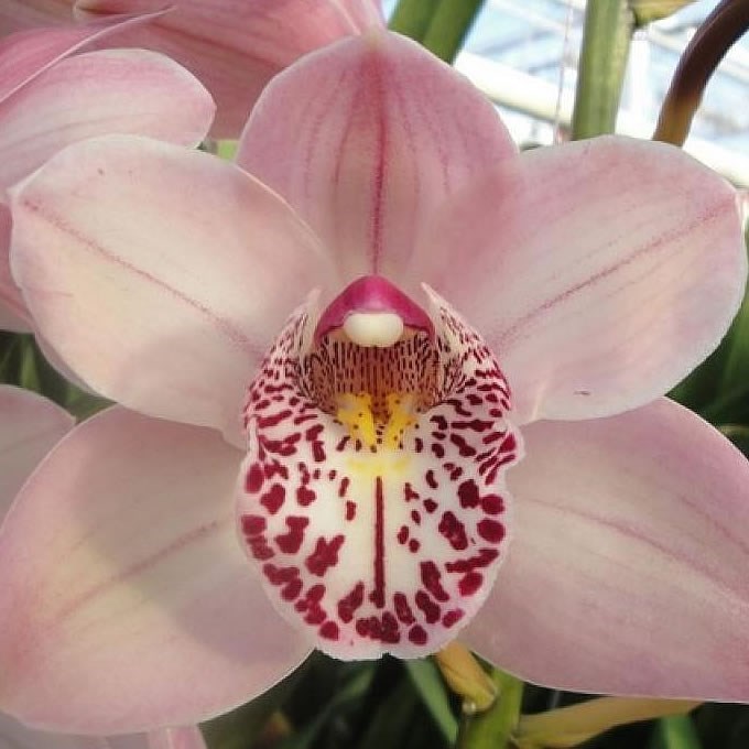 Cymbidium Orchid Irene