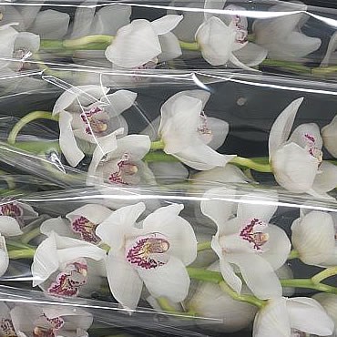 Cymbidium Orchid Joan's Charisma Vanity