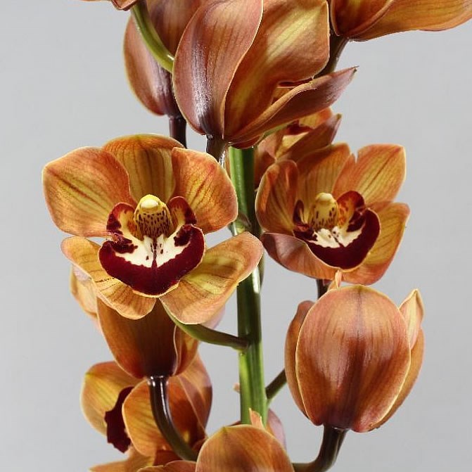 Cymbidium Orchid King Alex