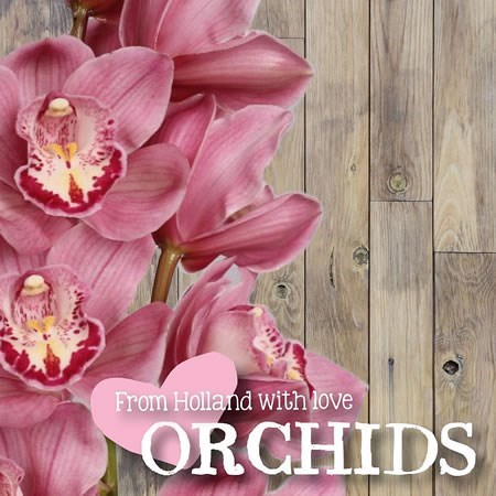 Cymbidium Orchid Kiwi Magic Sue