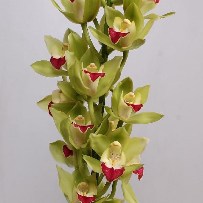 Cymbidium Orchid Lisa