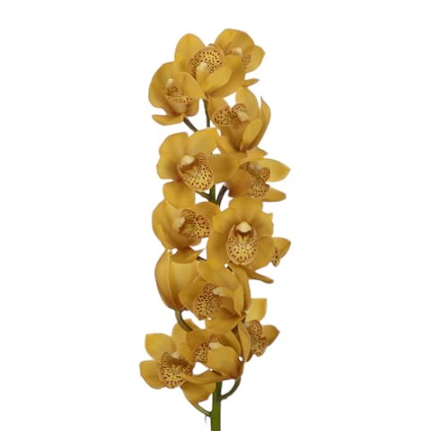 Cymbidium Orchid Lovely Sue