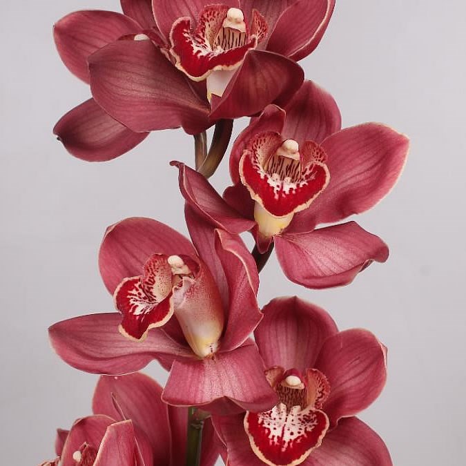 CYMBIDIUM ORCHID LUCIFER