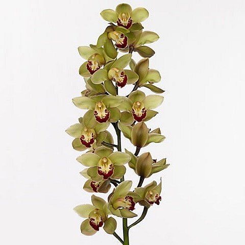 Cymbidium Orchid Machteld
