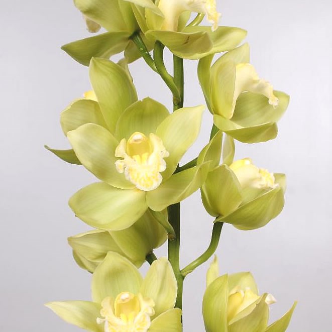 Cymbidium Orchid mint ice