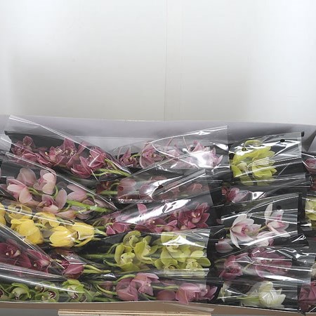Cymbidium Orchid Mix (Cols may vary)