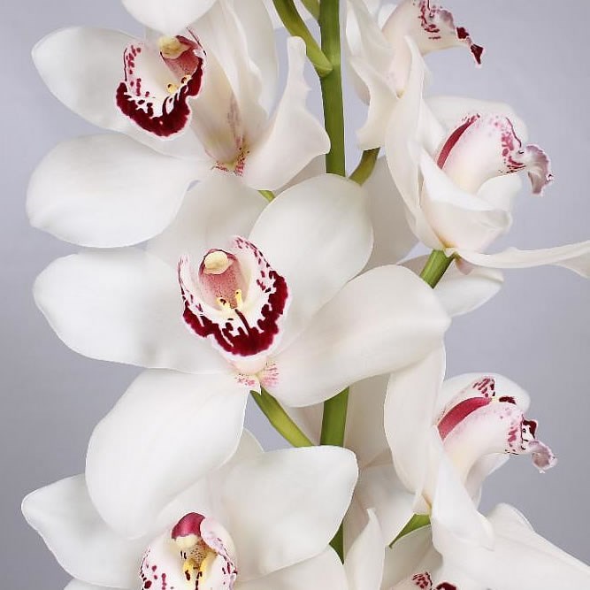 Cymbidium Orchid Mrs Esmee