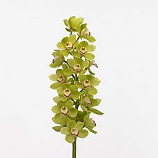 Cymbidium Orchid Ovation Emerald