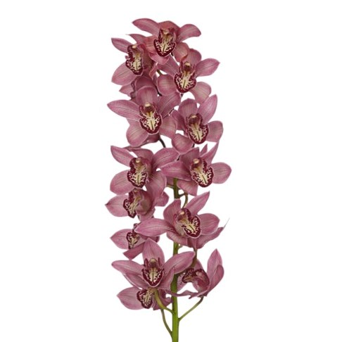 Cymbidium Orchid Pin-Up