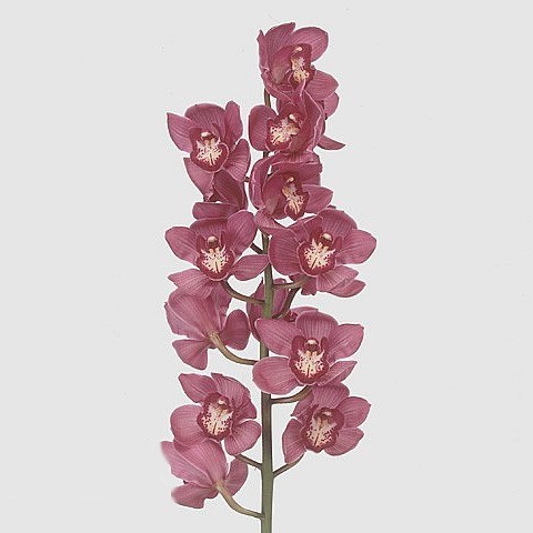 Cymbidium Orchid Red Dream