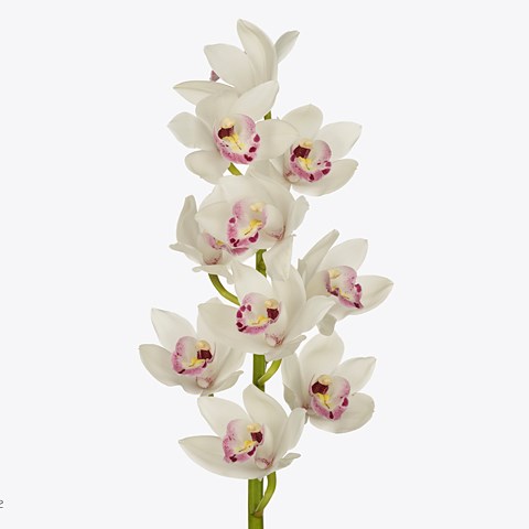 Cymbidium Orchid Rhapflor