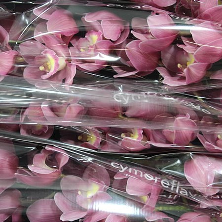 Cymbidium Orchid Rosanna