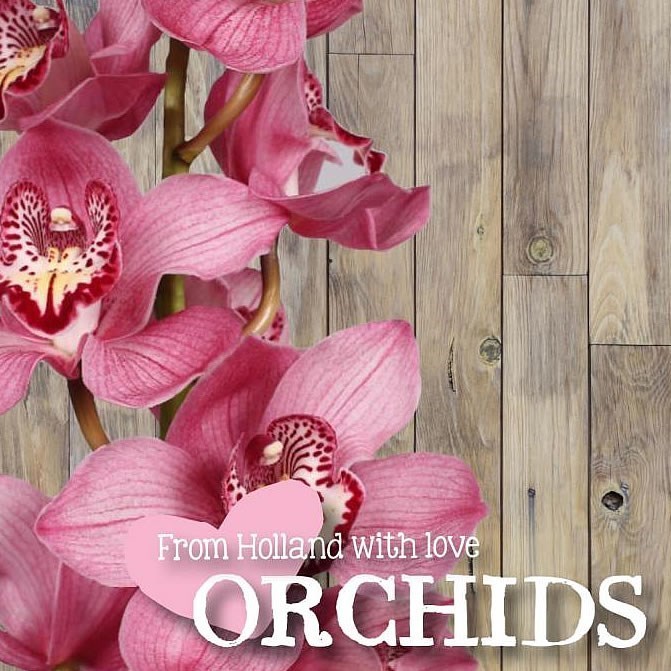 Cymbidium Orchid Sky Scraper