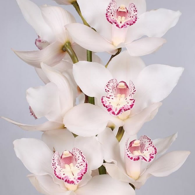 Cymbidium Orchid Snowbird