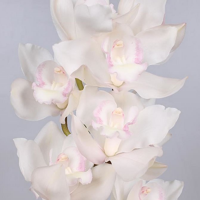 CYMBIDIUM ORCHID SNOWCASTLE