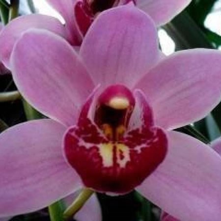 Cymbidium Orchid Stanleyflor