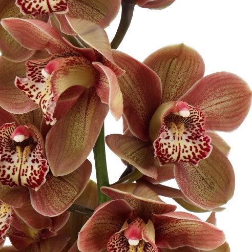 Cymbidium Orchid Superbowl