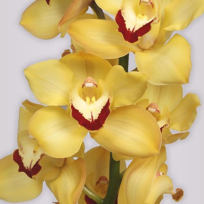 Cymbidium Orchid Susan