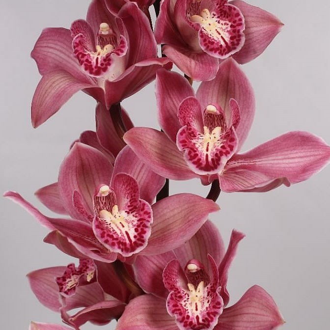 Cymbidium Orchid Toledo