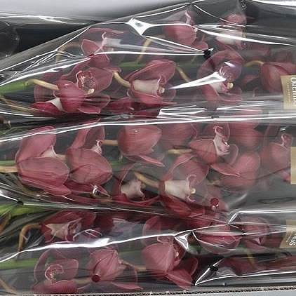 Cymbidium Orchid Vulcan