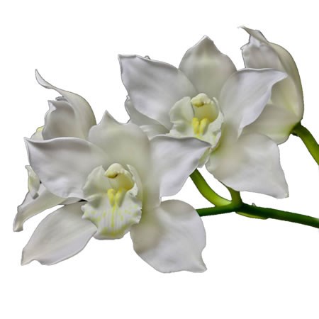 Cymbidium Orchid White Chrystal
