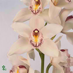 Cymbidium Orchid bf silver