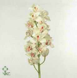 Cymbidium Orchid cal cascade