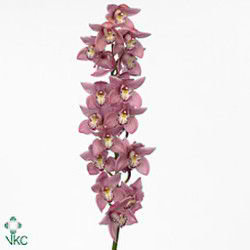 Cymbidium Orchid carmen
