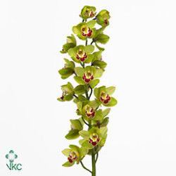Cymbidium Orchid fiona