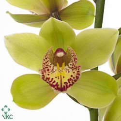 Cymbidium Orchid honey green melissa