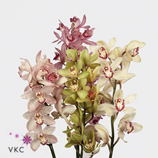 Cymbidium Orchid Mix lrg 60cm (Mix May Vary to Image)