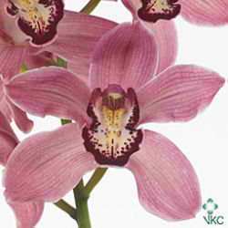 Cymbidium Orchid royal power