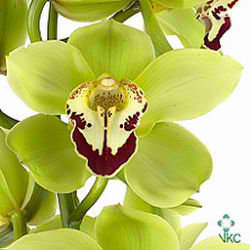 Cymbidium Orchid yonina