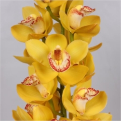 Cymbidium Orchid Yellow (buyers choice)