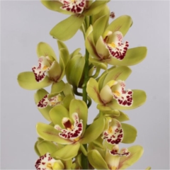 Cymbidium Orchid Green (buyers choice)
