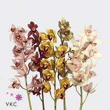 Cymbidium Orchid mini mix - 50cm (May Vary to Image)