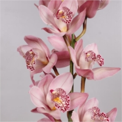 Cymbidium Orchid Pink (buyers choice)