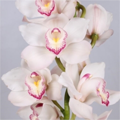 Cymbidium Orchid White (buyers choice)