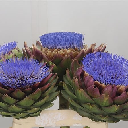 Cynara Artichoke Blooms