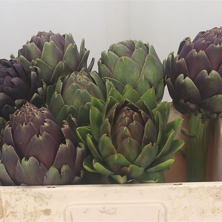 Cynara - Artichoke Heads