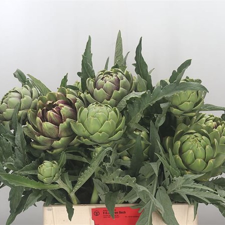 Cynara Green Globe