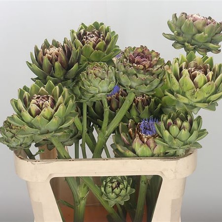 Cynara Green Laon Spray (Extra)