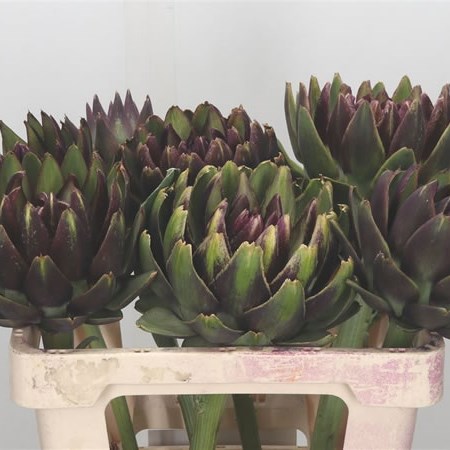 Cynara Purple Romanga