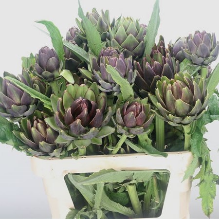 Cynara Purple Romanga (Extra)