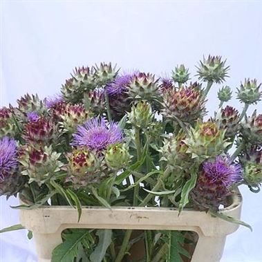 Cynara Cardunculus - Artichoke